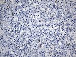 MSR1 Antibody in Immunohistochemistry (Paraffin) (IHC (P))