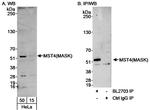 MST4/MASK Antibody in Western Blot (WB)