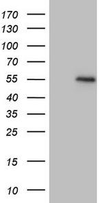 MSTN Antibody in Western Blot (WB)