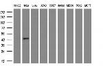 MSTN Antibody in Western Blot (WB)