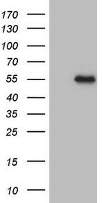 MSTN Antibody in Western Blot (WB)