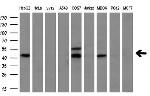 MSTN Antibody in Western Blot (WB)