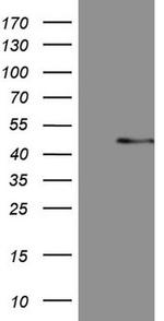 MSTN Antibody in Western Blot (WB)