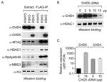 MTA2 Antibody in Western Blot (WB)