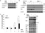 MTCO2 Antibody in Western Blot (WB)