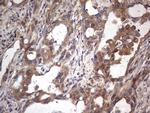 MTDH Antibody in Immunohistochemistry (Paraffin) (IHC (P))