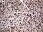 MTDH Antibody in Immunohistochemistry (Paraffin) (IHC (P))