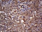 MTDH Antibody in Immunohistochemistry (Paraffin) (IHC (P))