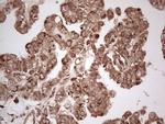 MTDH Antibody in Immunohistochemistry (Paraffin) (IHC (P))