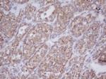 MTIF3 Antibody in Immunohistochemistry (Paraffin) (IHC (P))