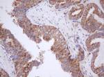 MTIF3 Antibody in Immunohistochemistry (Paraffin) (IHC (P))