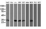 MTIF3 Antibody in Western Blot (WB)