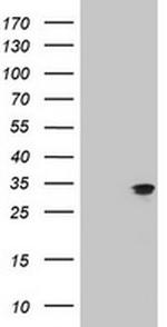 MTIF3 Antibody in Western Blot (WB)