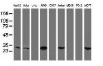 MTIF3 Antibody in Western Blot (WB)