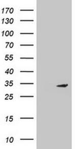 MTIF3 Antibody in Western Blot (WB)