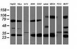 MTIF3 Antibody in Western Blot (WB)