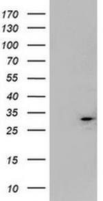 MTIF3 Antibody in Western Blot (WB)