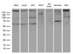 MTOR Antibody in Western Blot (WB)