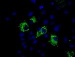 MTRF1L Antibody in Immunocytochemistry (ICC/IF)