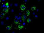 MTRF1L Antibody in Immunocytochemistry (ICC/IF)