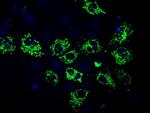 MTRF1L Antibody in Immunocytochemistry (ICC/IF)