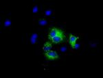 MTRF1L Antibody in Immunocytochemistry (ICC/IF)
