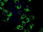 MTRF1L Antibody in Immunocytochemistry (ICC/IF)