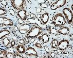 MTRF1L Antibody in Immunohistochemistry (Paraffin) (IHC (P))