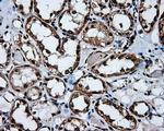 MTRF1L Antibody in Immunohistochemistry (Paraffin) (IHC (P))