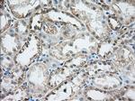 MTRF1L Antibody in Immunohistochemistry (Paraffin) (IHC (P))