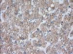 MTRF1L Antibody in Immunohistochemistry (Paraffin) (IHC (P))