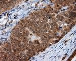 MTRF1L Antibody in Immunohistochemistry (Paraffin) (IHC (P))