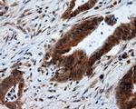 MTRF1L Antibody in Immunohistochemistry (Paraffin) (IHC (P))