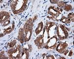 MTRF1L Antibody in Immunohistochemistry (Paraffin) (IHC (P))