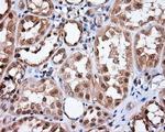 MTRF1L Antibody in Immunohistochemistry (Paraffin) (IHC (P))