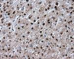 MTRF1L Antibody in Immunohistochemistry (Paraffin) (IHC (P))