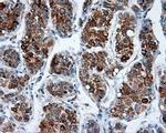 MTRF1L Antibody in Immunohistochemistry (Paraffin) (IHC (P))