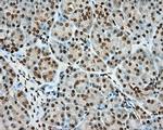 MTRF1L Antibody in Immunohistochemistry (Paraffin) (IHC (P))