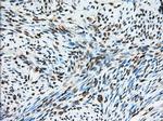 MTRF1L Antibody in Immunohistochemistry (Paraffin) (IHC (P))