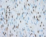 MTRF1L Antibody in Immunohistochemistry (Paraffin) (IHC (P))