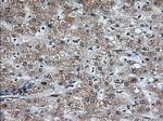 MTRF1L Antibody in Immunohistochemistry (Paraffin) (IHC (P))