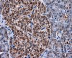 MTRF1L Antibody in Immunohistochemistry (Paraffin) (IHC (P))