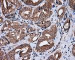 MTRF1L Antibody in Immunohistochemistry (Paraffin) (IHC (P))