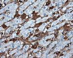 MTRF1L Antibody in Immunohistochemistry (Paraffin) (IHC (P))