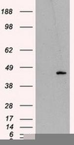 MTRF1L Antibody in Western Blot (WB)