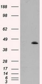 MTRF1L Antibody in Western Blot (WB)