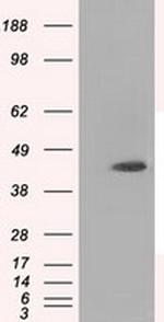 MTRF1L Antibody in Western Blot (WB)