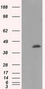 MTRF1L Antibody in Western Blot (WB)