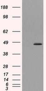 MTRF1L Antibody in Western Blot (WB)