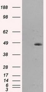 MTRF1L Antibody in Western Blot (WB)